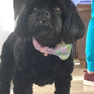 Meet your Posher, Bonnie